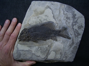 Trias Fisch - Seltene Gelegenheit!