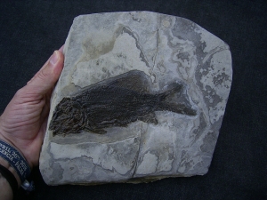 Trias Fisch - Seltene Gelegenheit!