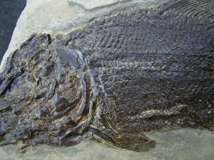 Trias Fisch - Seltene Gelegenheit!