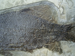 Trias Fisch - Seltene Gelegenheit!