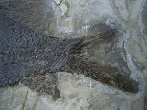 Trias Fisch - Seltene Gelegenheit!