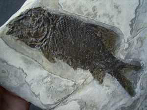 Trias Fisch - Seltene Gelegenheit!