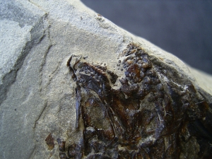 Trias Fisch - Seltene Gelegenheit!