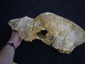 Hoehlenbaer Schaedel