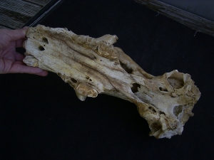 Hoehlenbaer Schaedel