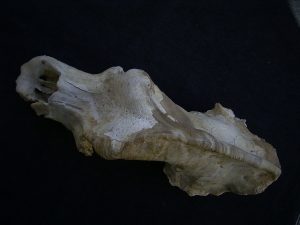 Hoehlenbaer Schaedel