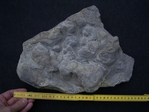 Stromatholithen aus Theisberg Stegen