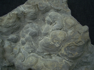 Stromatholithen aus Theisberg Stegen