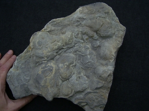 Stromatholithen aus Theisberg Stegen