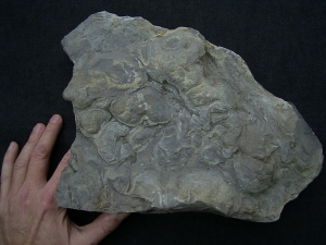 Stromatholithen aus Theisberg Stegen