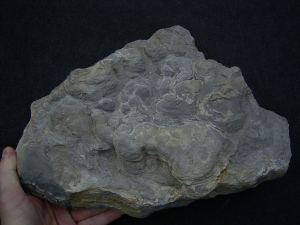 Stromatholithen aus Theisberg Stegen