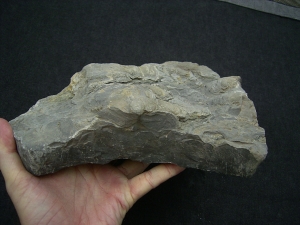 Stromatholithen aus Theisberg Stegen