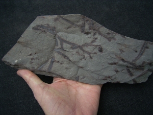 Pflanzenplatte aus dem Unterdevon von Deutschland #2