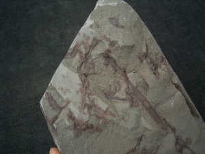 Pflanzenplatte aus dem Unterdevon von Deutschland #2