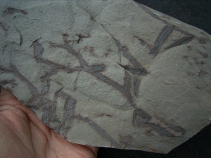 Pflanzenplatte aus dem Unterdevon von Deutschland #2