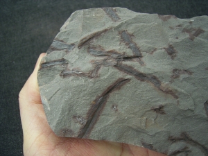 Pflanzenplatte aus dem Unterdevon von Deutschland #2