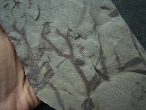 Pflanzenplatte aus dem Unterdevon von Deutschland #2