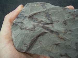 Pflanzenplatte aus dem Unterdevon von Deutschland #2