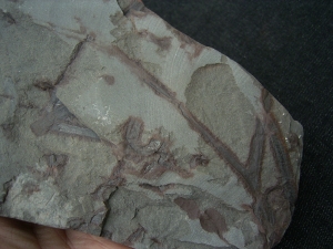 Pflanzenplatte aus dem Unterdevon von Deutschland #2