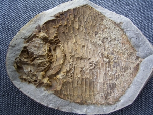 Trias - Fisch aus Madagaskar