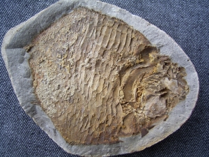 Trias - Fisch aus Madagaskar