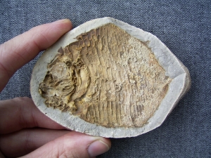 Trias - Fisch aus Madagaskar