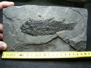 Quastenflosser Osteolepis
