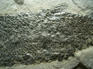Quastenflosser Osteolepis