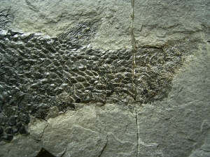 Quastenflosser Osteolepis