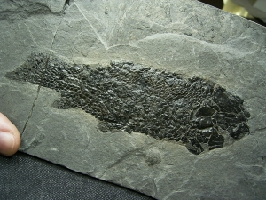 Quastenflosser Osteolepis