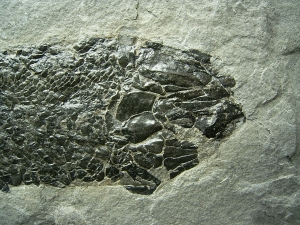 Quastenflosser Osteolepis