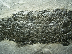 Quastenflosser Osteolepis