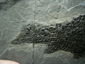Quastenflosser Osteolepis