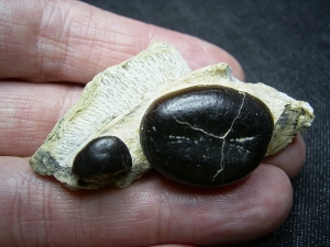 Cyamodus Kiefer - Placodont!