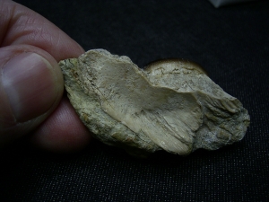 Cyamodus Kiefer - Placodont!