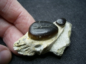 Cyamodus Kiefer - Placodont!