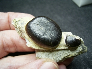 Cyamodus Kiefer - Placodont!