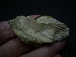 Cyamodus Kiefer - Placodont!