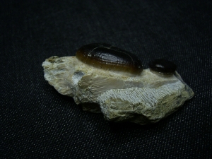 Cyamodus Kiefer - Placodont!