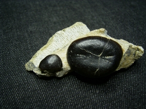 Cyamodus Kiefer - Placodont!