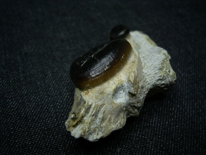 Cyamodus Kiefer - Placodont!