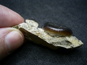 Cyamodus Kiefer - Placodont!