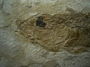 Saegebarsch aus dem Oligozän