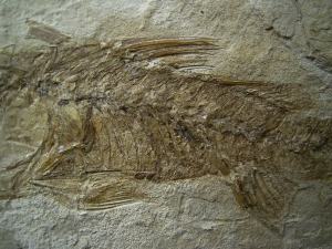 Saegebarsch aus dem Oligozän