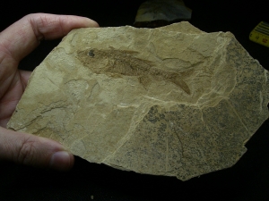 Saegebarsch aus dem Oligozän