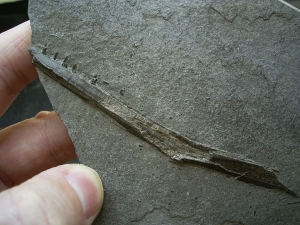 Saurorhynchus Kiefer, Holzmaden