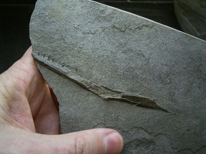 Saurorhynchus Kiefer, Holzmaden