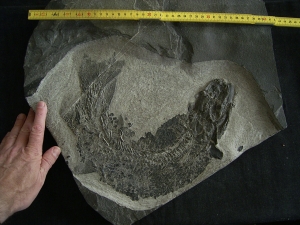 Tristichopterus - ein unglaubliches Traumstück - Der Beste und Größte seiner Art!