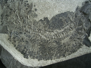 Tristichopterus - ein unglaubliches Traumstück - Der Beste und Größte seiner Art!