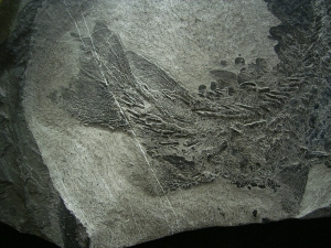 Tristichopterus - ein unglaubliches Traumstück - Der Beste und Größte seiner Art!